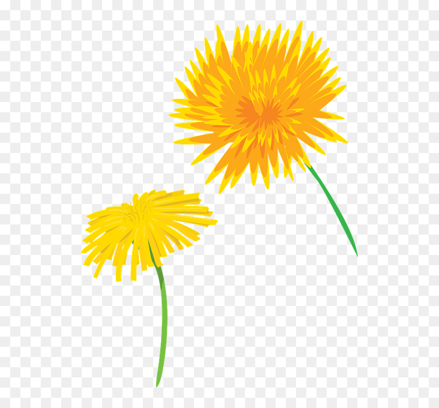 Dandelion, HD Png Download - dandelions png