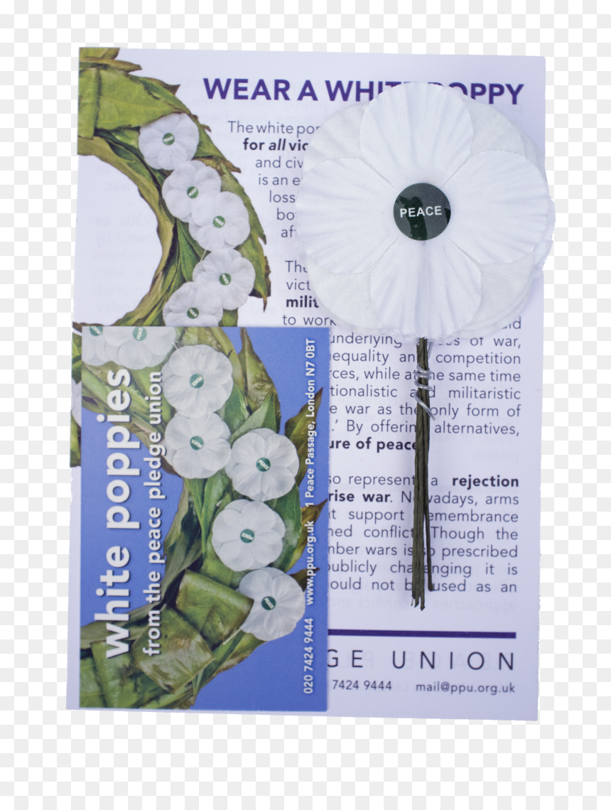 White Poppies 5 Pack - Delphinium, HD Png Download - poppies png