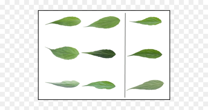 Swamp Birch, HD Png Download - leaf texture png