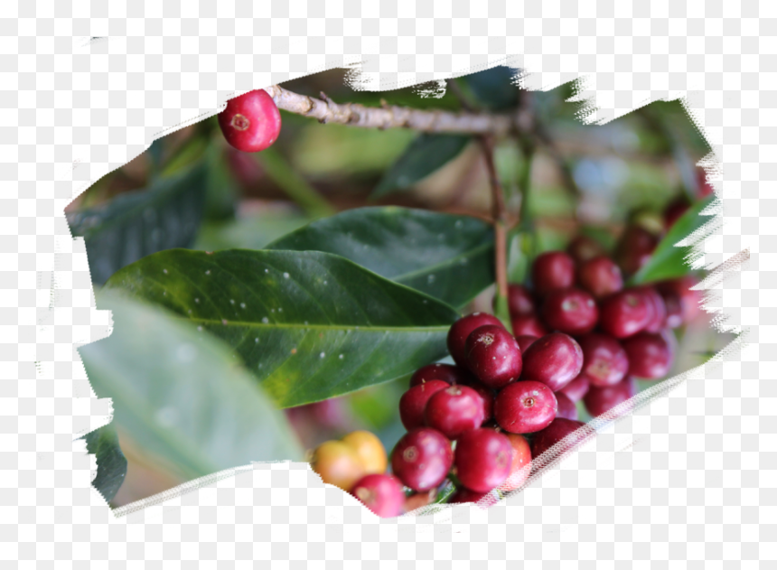 Hands - Hollyleaf Cherry, HD Png Download - holly leaf png