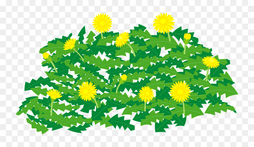 Dandelion Flower Clipart - Camomile, HD Png Download - dandelions png