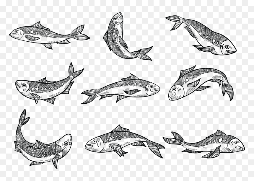 Free Hand Drawn Sardine Vectors, HD Png Download - hand drawn line png