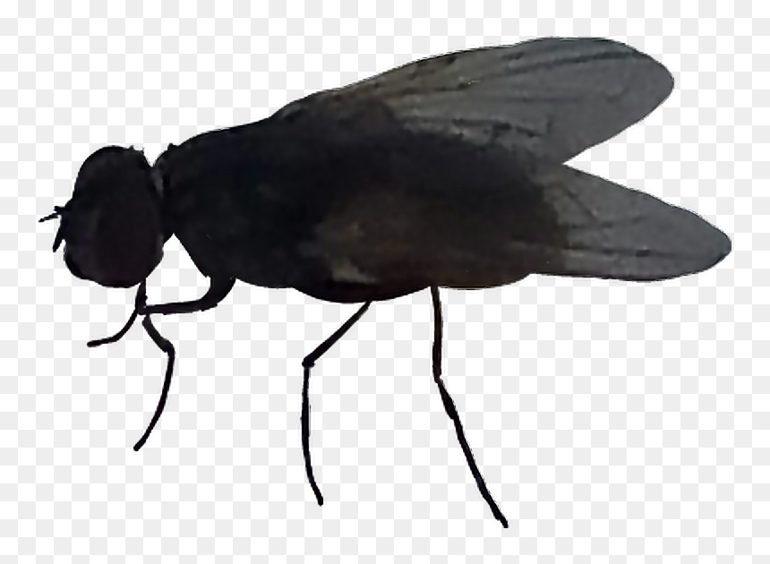 House Fly Clipart , Png Download - Mosca Sticker Whatsapp, Transparent Png - fly clipart png