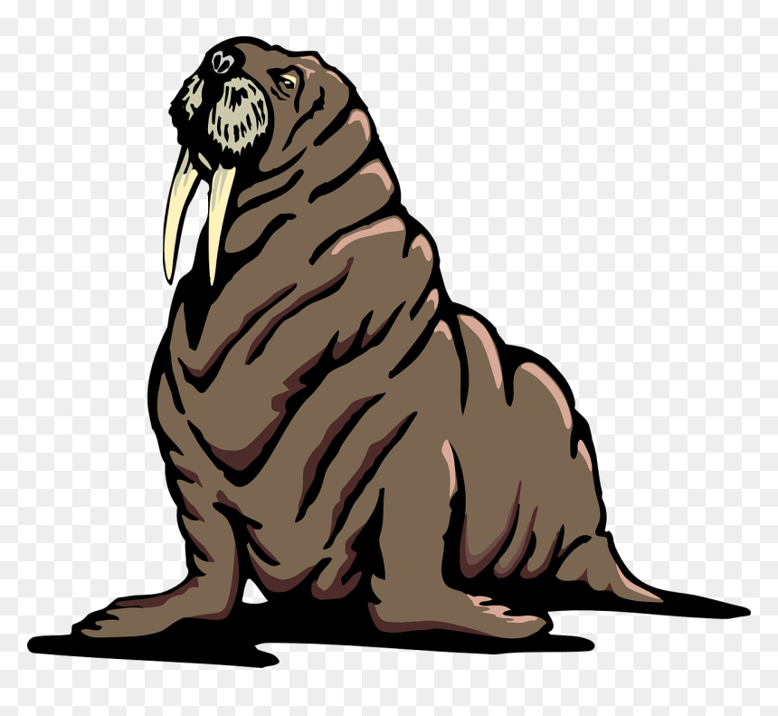 Walrus Clip Art, HD Png Download - wrinkles png