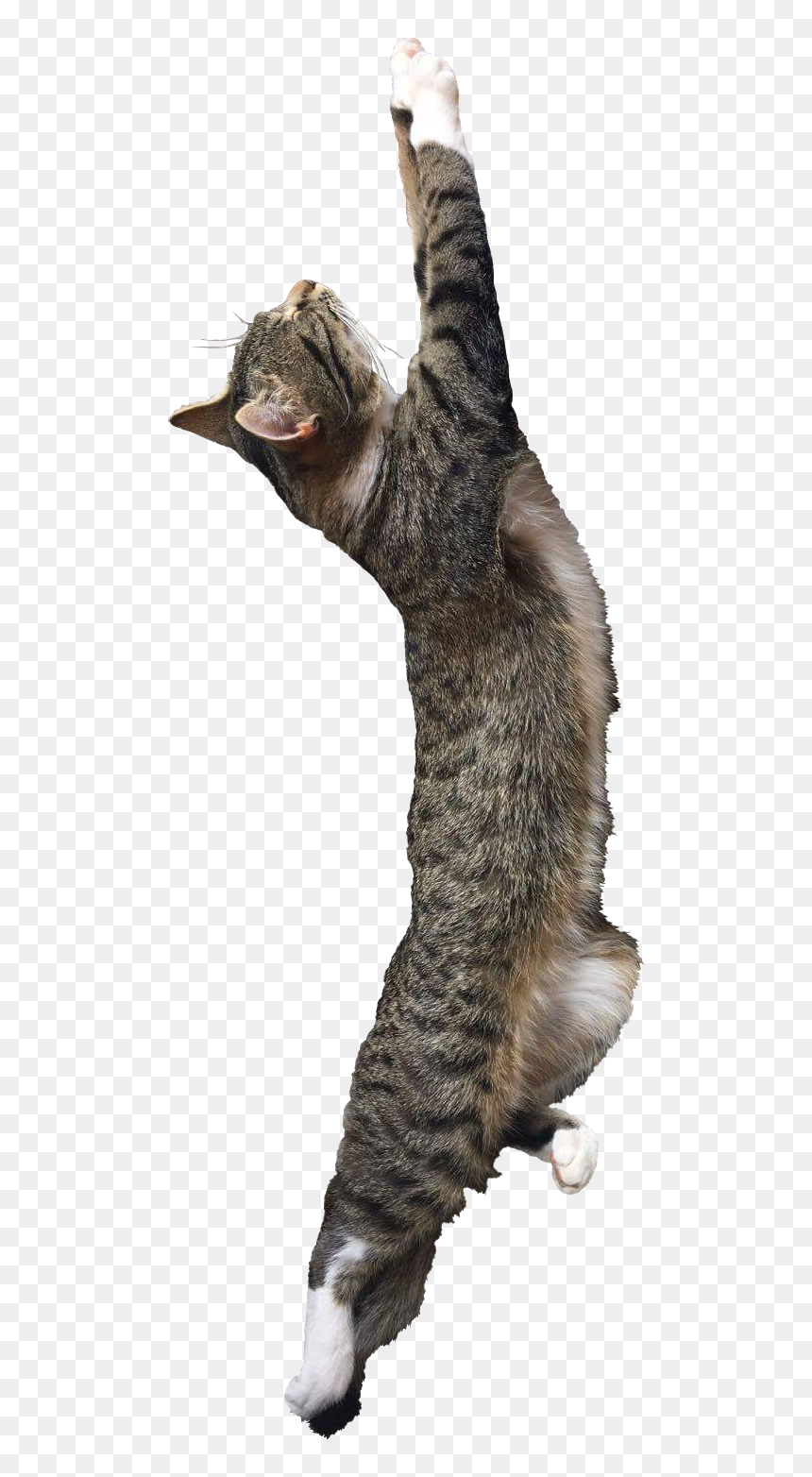 Cat Yawns, HD Png Download - sleeping cat png