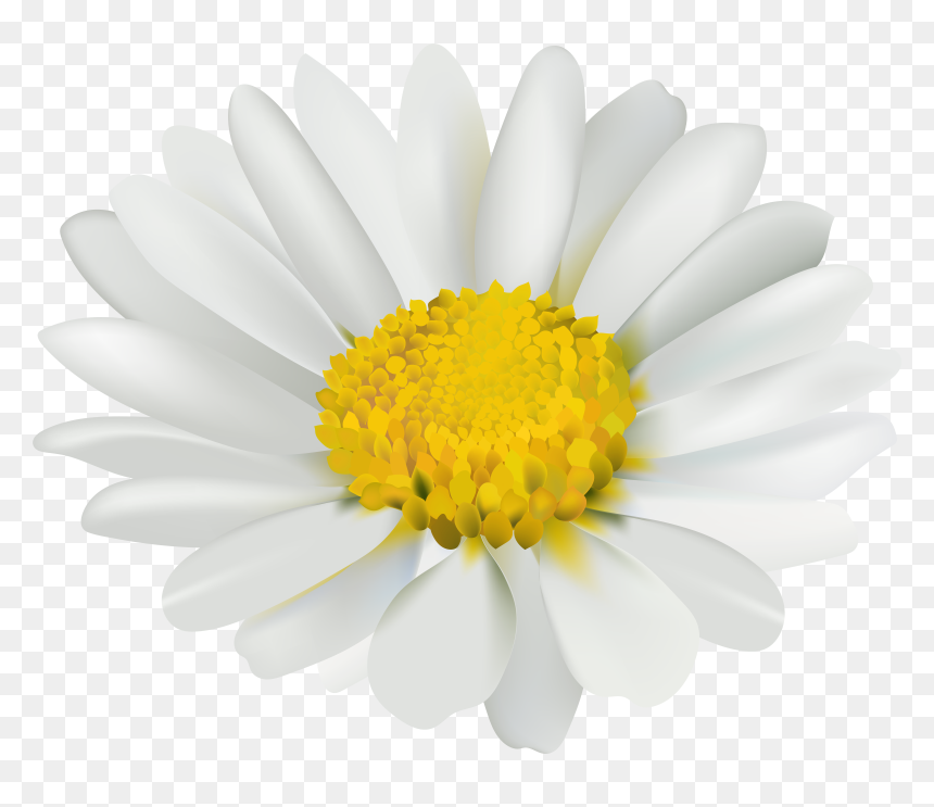 Chamomile Png , Png Download, Transparent Png - chamomile png