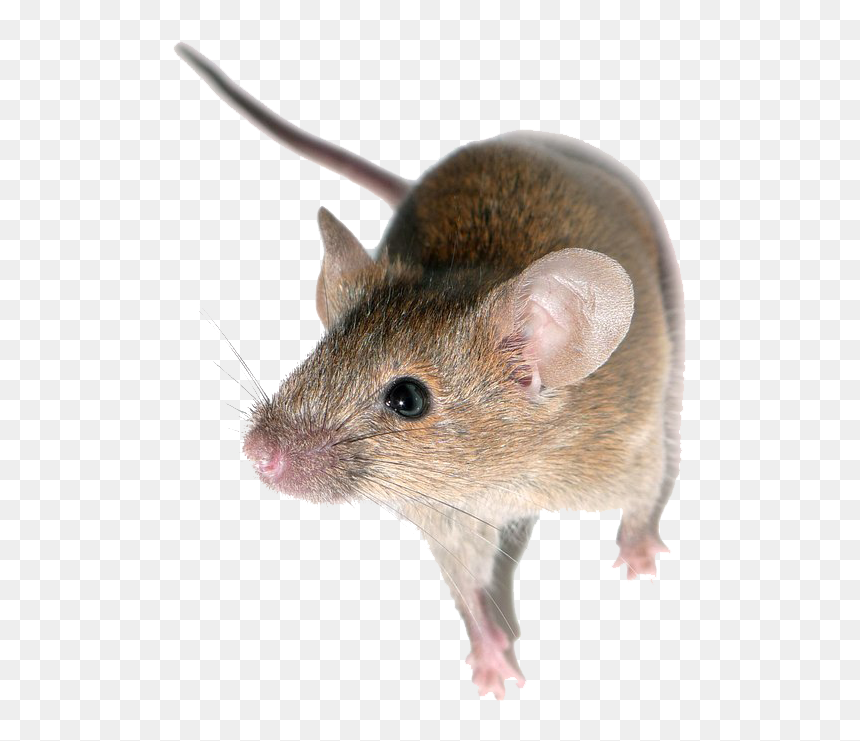 Fleas Meaning In Hindi, HD Png Download - mice png