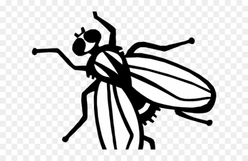 Flies Clipart Lord The Fly - Fly Drawing, HD Png Download - fly clipart png