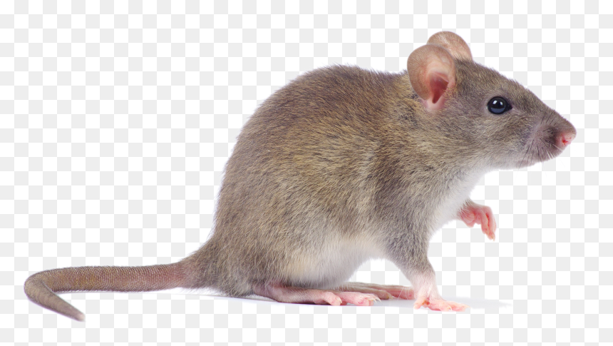 Common House Mice, HD Png Download - mice png