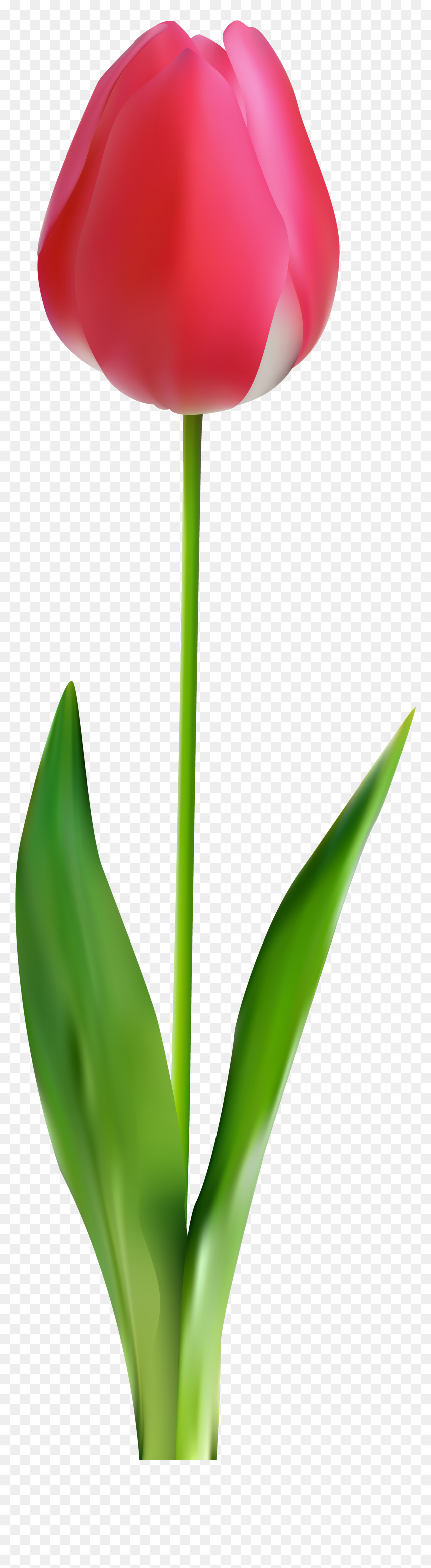 Tulip Png Clip Art - Tulip Png Clipart, Transparent Png - green flower png