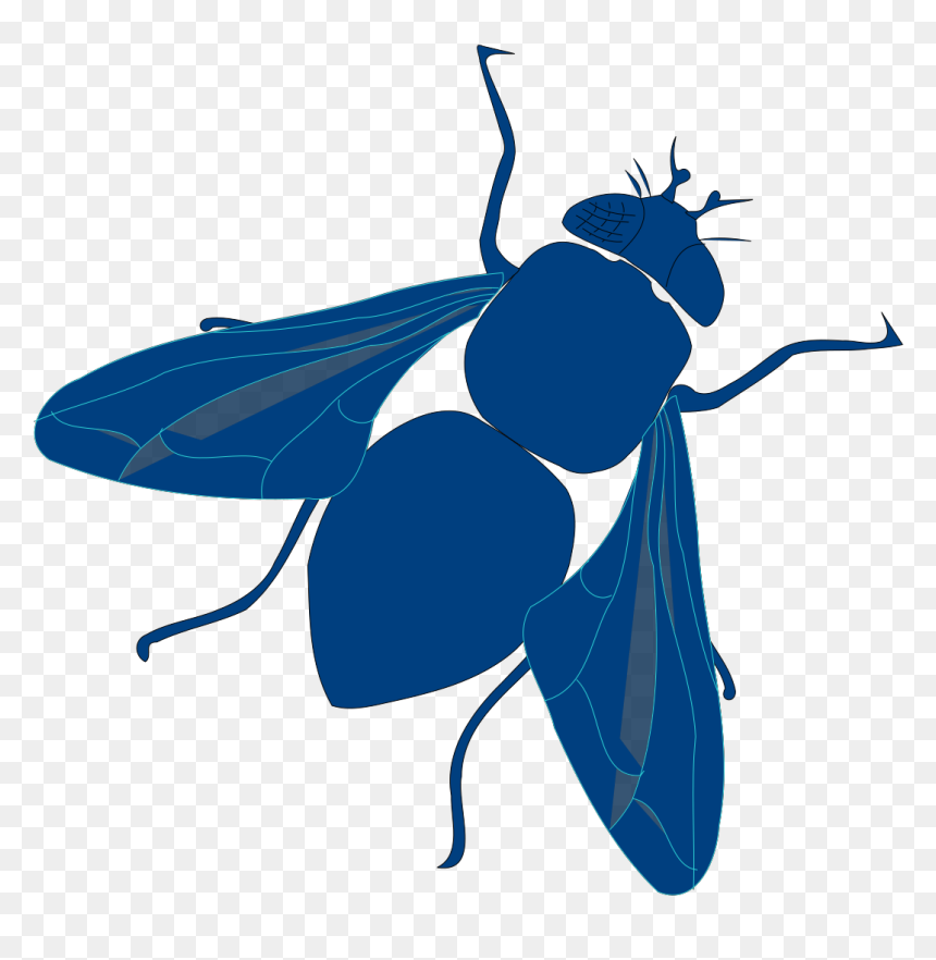 Net-winged Insects, HD Png Download - fly clipart png