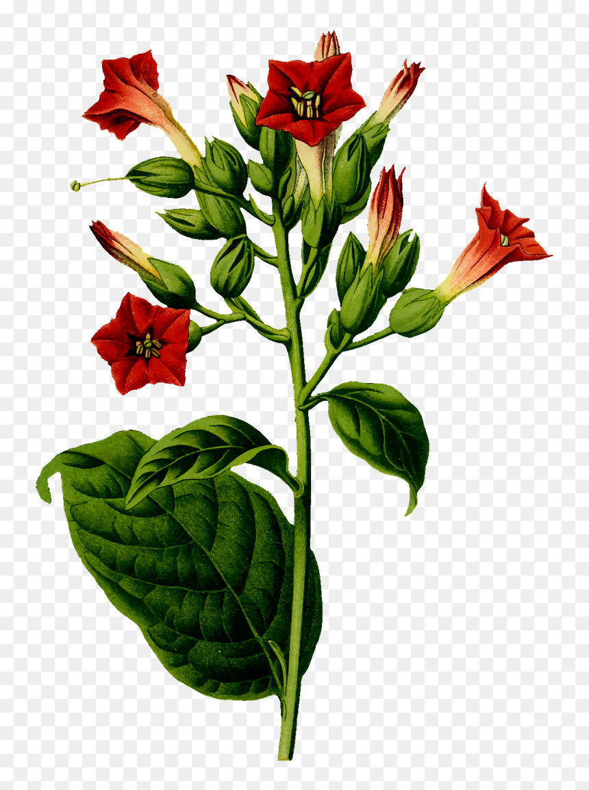 Tobacco Plant, HD Png Download - green flower png
