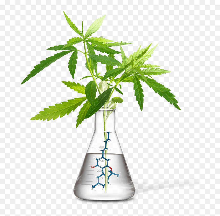 Transparent Erlenmeyer Flask Png - Stalk Of Hemp, Png Download - erlenmeyer flask png