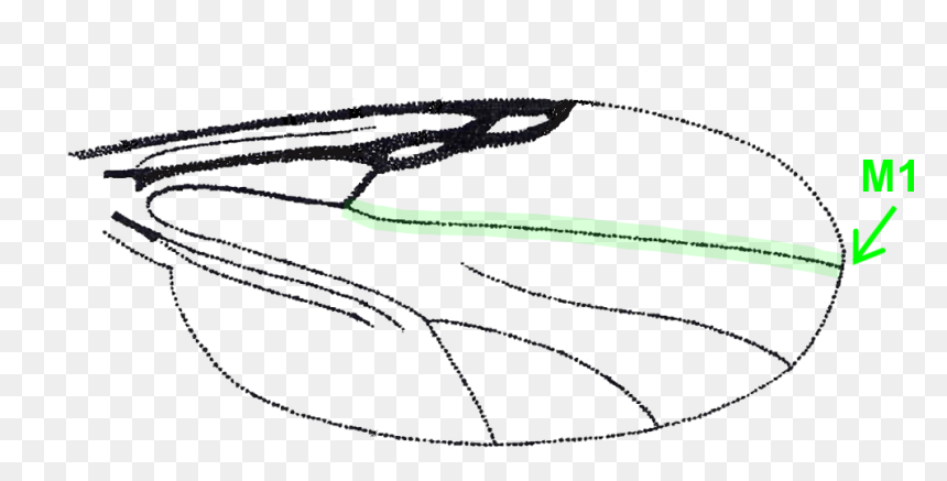 /images/d19 0 - Fly, HD Png Download - vein png