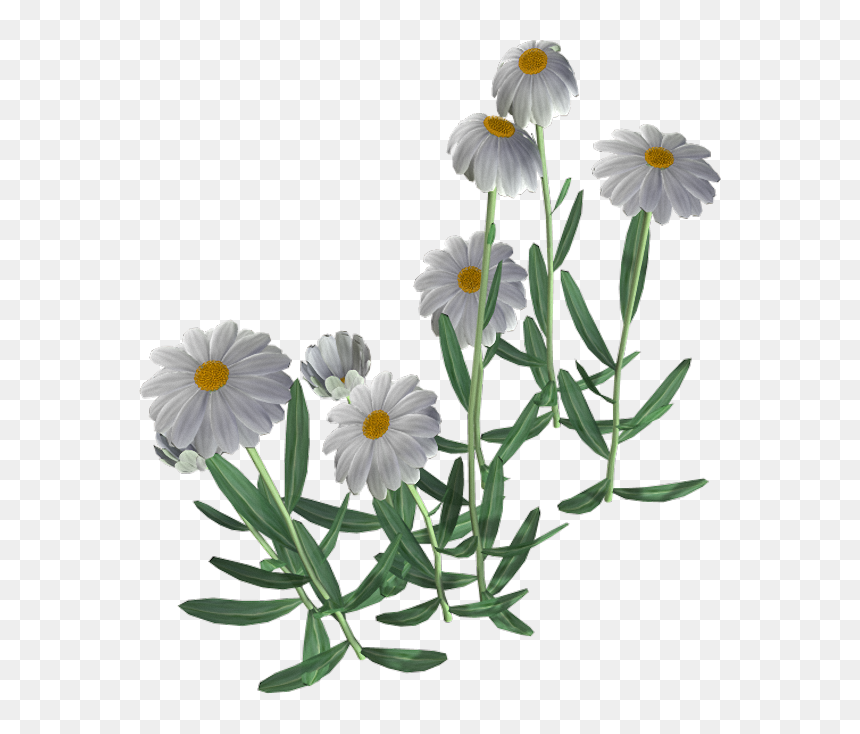 Beautiful Camomile Flower Png - Chamomile, Transparent Png - chamomile png