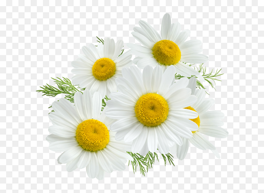 Com Chamomile P - Chamomile Tea In Pakistan, HD Png Download - chamomile png