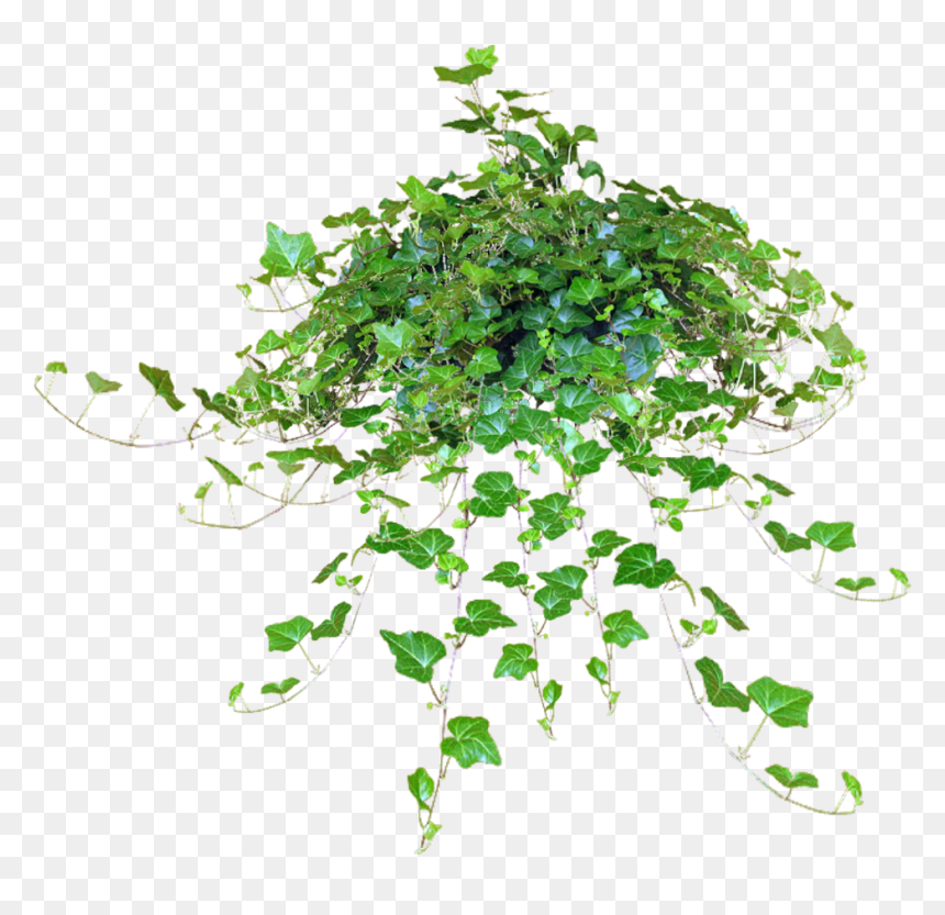 Hanging Plants Png File, Transparent Png - flower texture png