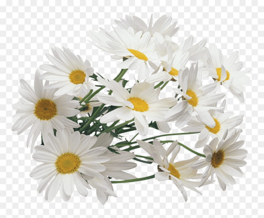 Free Png Camomile Png Images Transparent - Chamomile Png, Png Download - chamomile png