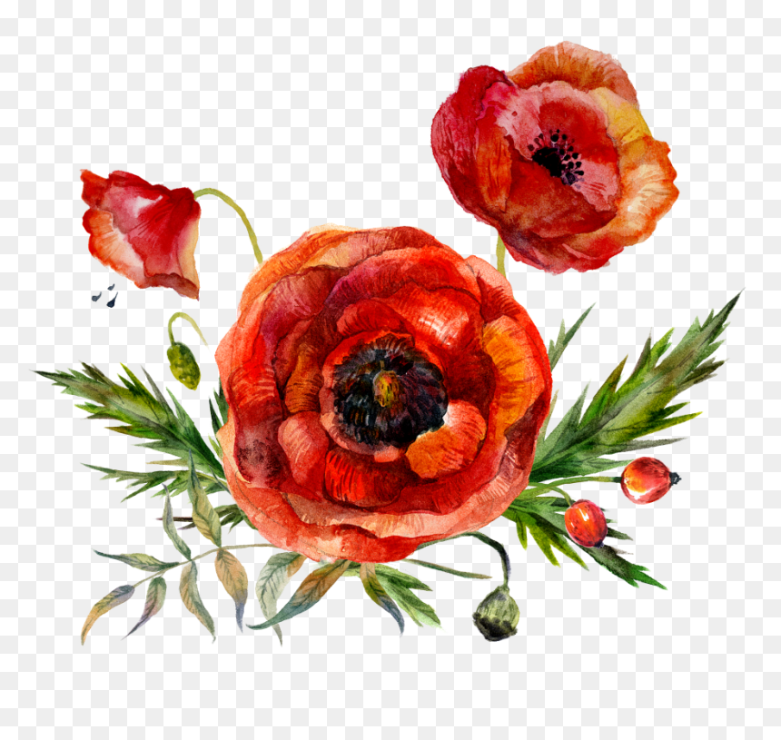 Poppy Watercolour Flowers, HD Png Download - poppies png