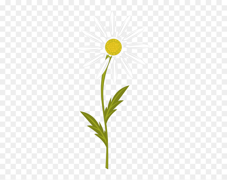 Camomile Image - Clip Art, HD Png Download - chamomile png