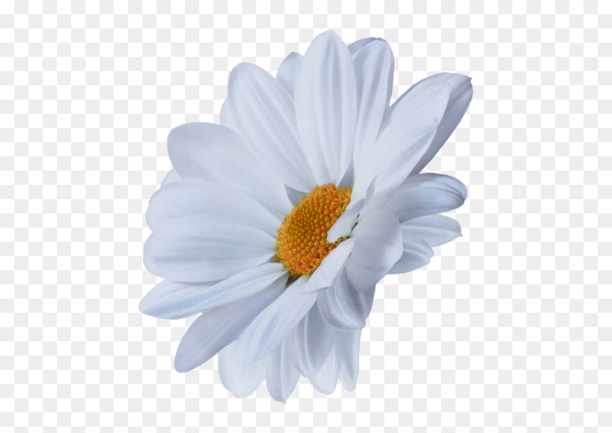 Oxeye Daisy, HD Png Download - chamomile png