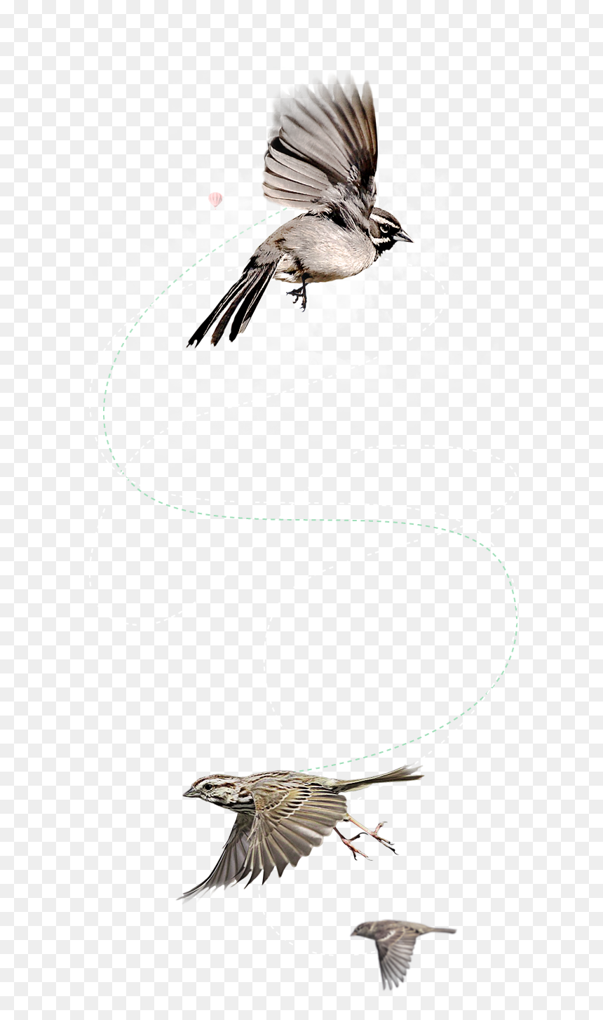 Flying Bird Png, Transparent Png - craft png