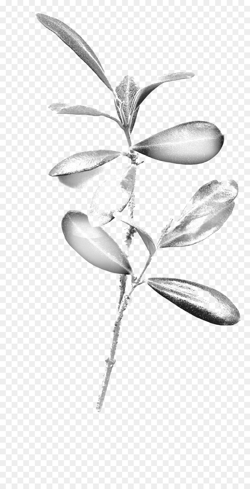 Olive Branch - Illustration, HD Png Download - olive tree png
