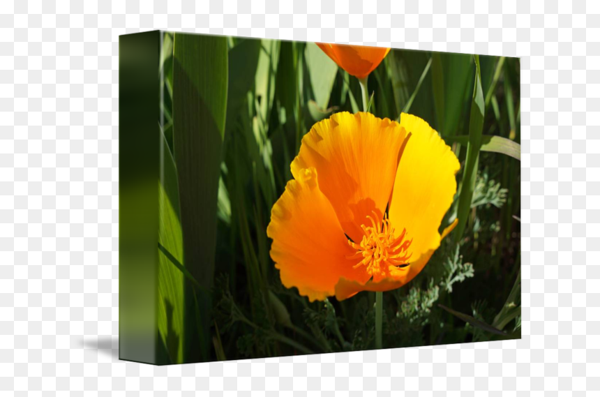 Png Royalty Free Library Poppies Flowers Art Prints - Eschscholzia Californica, Transparent Png - poppies png