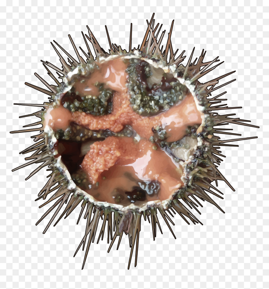 Erizo De Mar - Sea Urchin Png, Transparent Png - sea urchin png