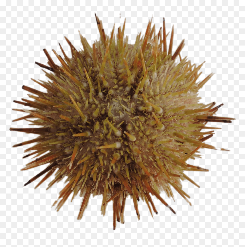 Green Sea Urchin - Sea Urchin, HD Png Download - sea urchin png