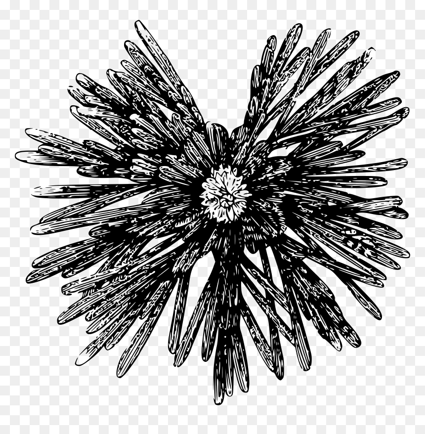 Small Sea Urchin Clip Arts - Clip Art, HD Png Download - sea urchin png