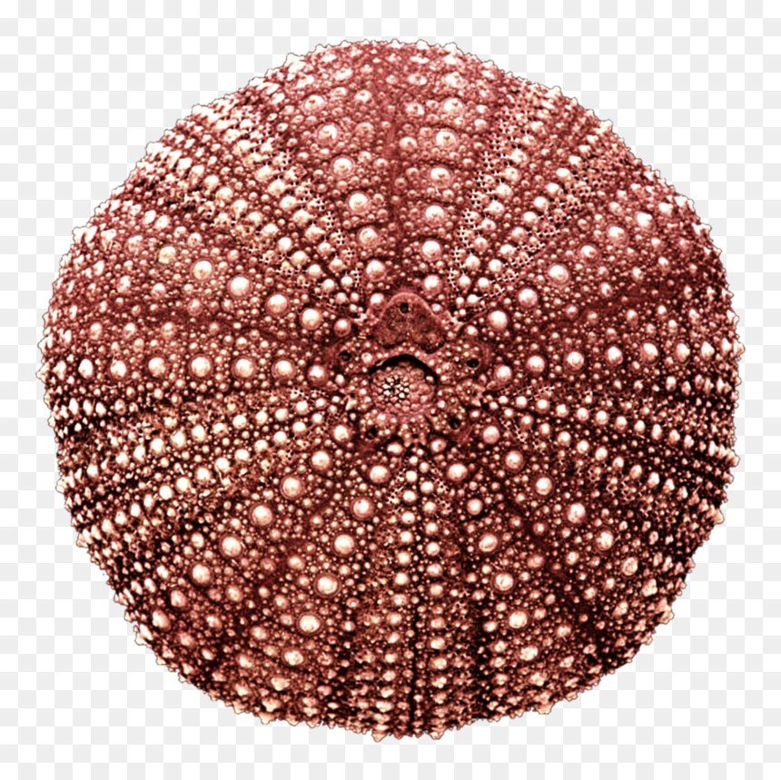 Pin Sea Urchin Clipart Transp - Red Sea Urchin Shell, Strongylocentrotus Sp., HD Png Download - sea urchin png