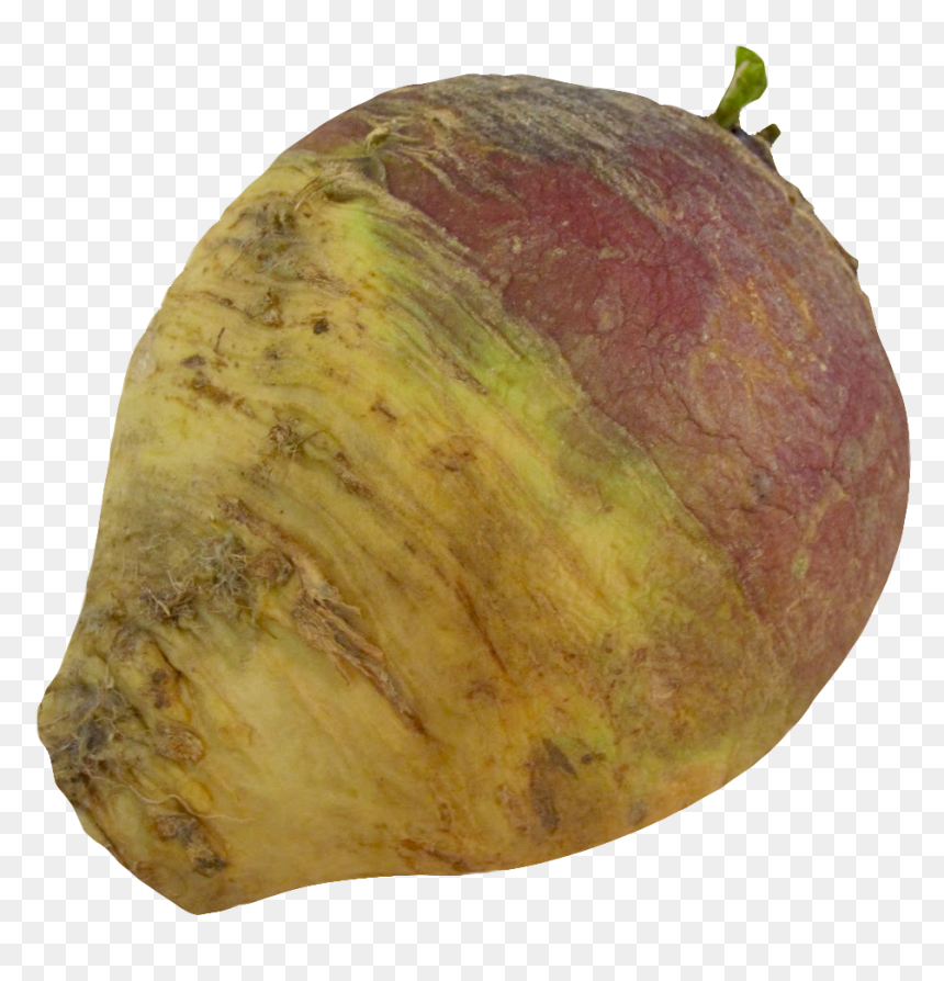 Turnip Rutabaga Root - Rutabaga Png, Transparent Png - turnip png
