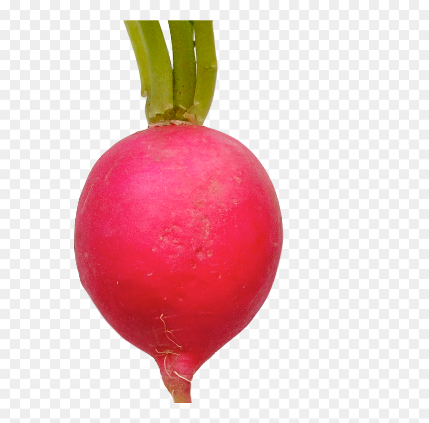 Radish Background Png - Редиска Розовая, Transparent Png - turnip png