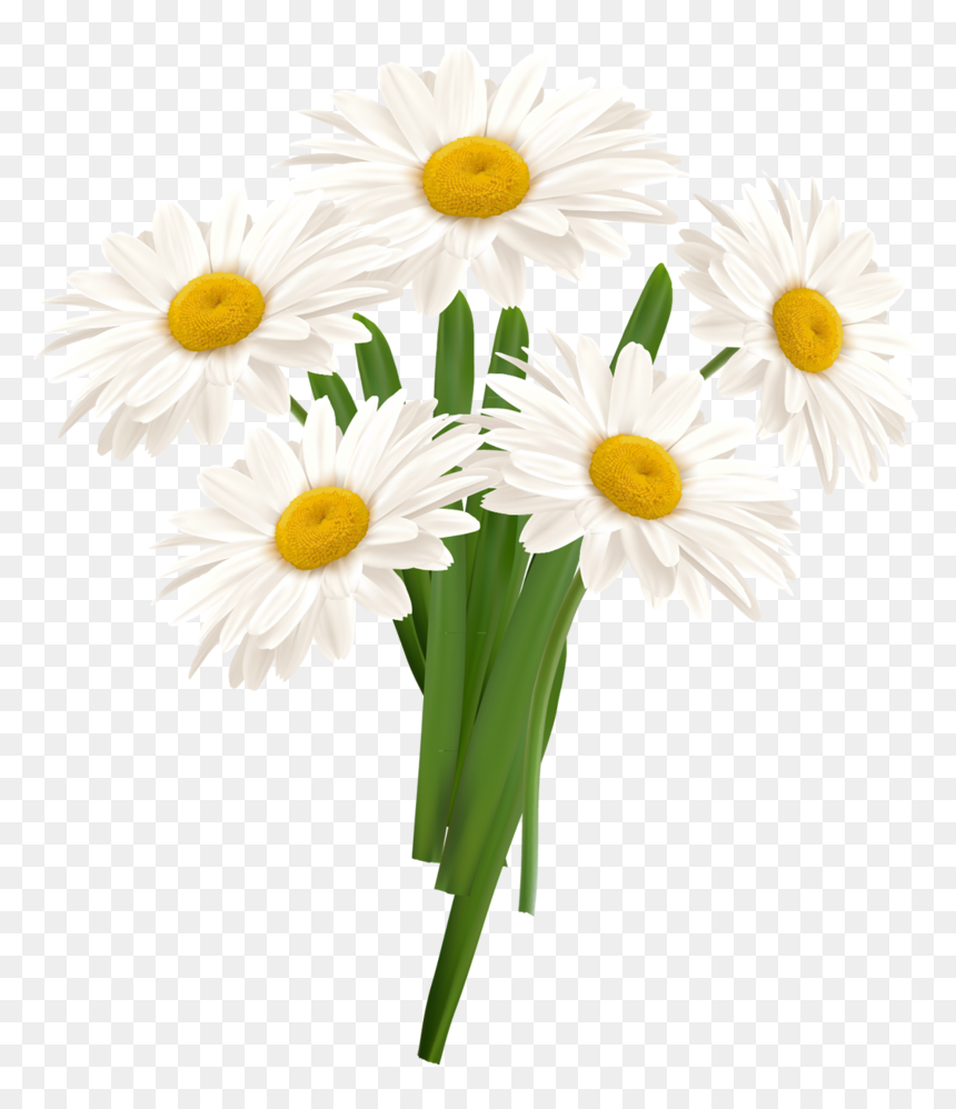 White Camomile Png - Chamomile Png, Transparent Png - chamomile png