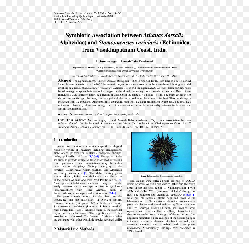 Sea Urchin , Png Download - Sea Urchin, Transparent Png - sea urchin png