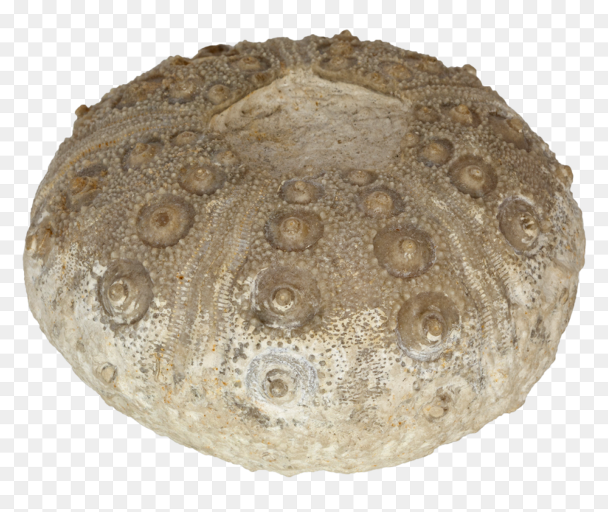 “rhabdocidaris Nobilis” Sea Urchin - Baked Goods, HD Png Download - sea urchin png