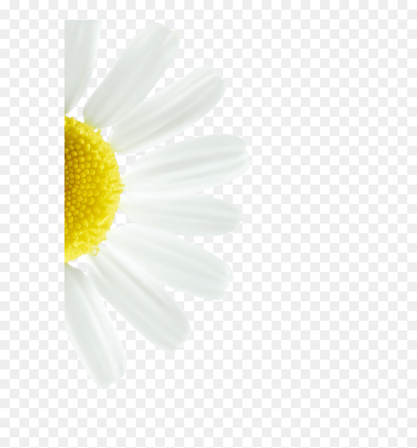 Marguerite Daisy, HD Png Download - chamomile png