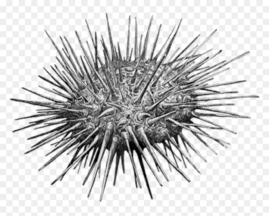 Sea Urchin, HD Png Download - sea urchin png