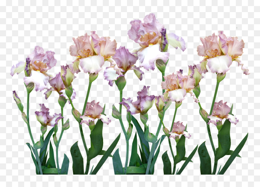 Iris, HD Png Download - iris flower png