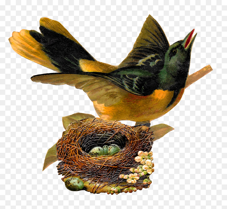 Nest Clipart Bird"s Nest - Bird In Nest Png, Transparent Png - bird nest png
