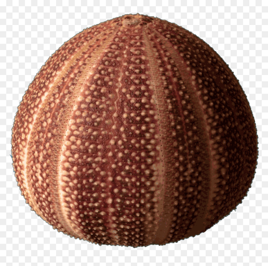 Echinoidea, HD Png Download - sea urchin png