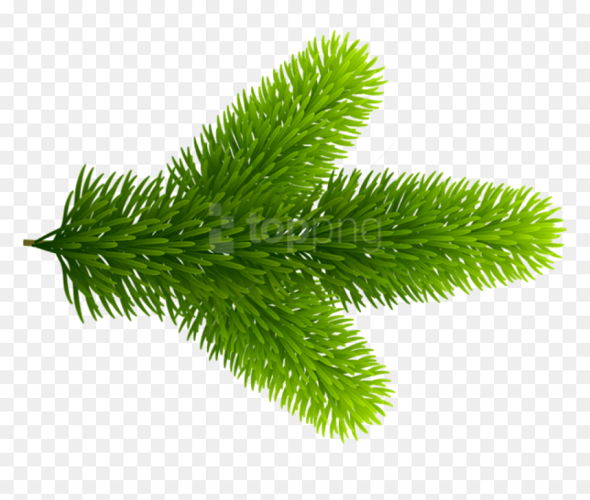 Pond Pine , Png Download - Pond Pine, Transparent Png - chris pine png