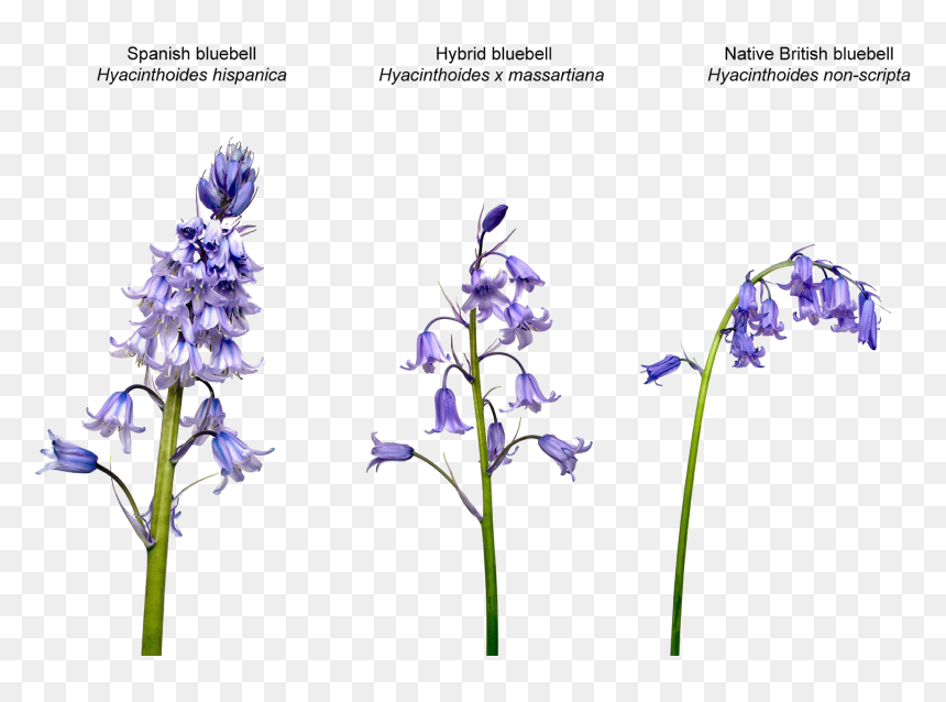 Bluebell Png Transparent Image - H Non Scripta X H Hispanica, Png Download - iris flower png