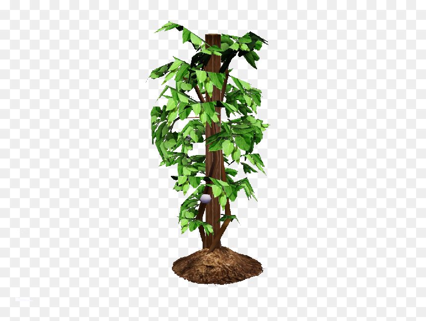 Flame Fruit Bush, Garlic Plant - Tomato Tree Png, Transparent Png - bush plant png