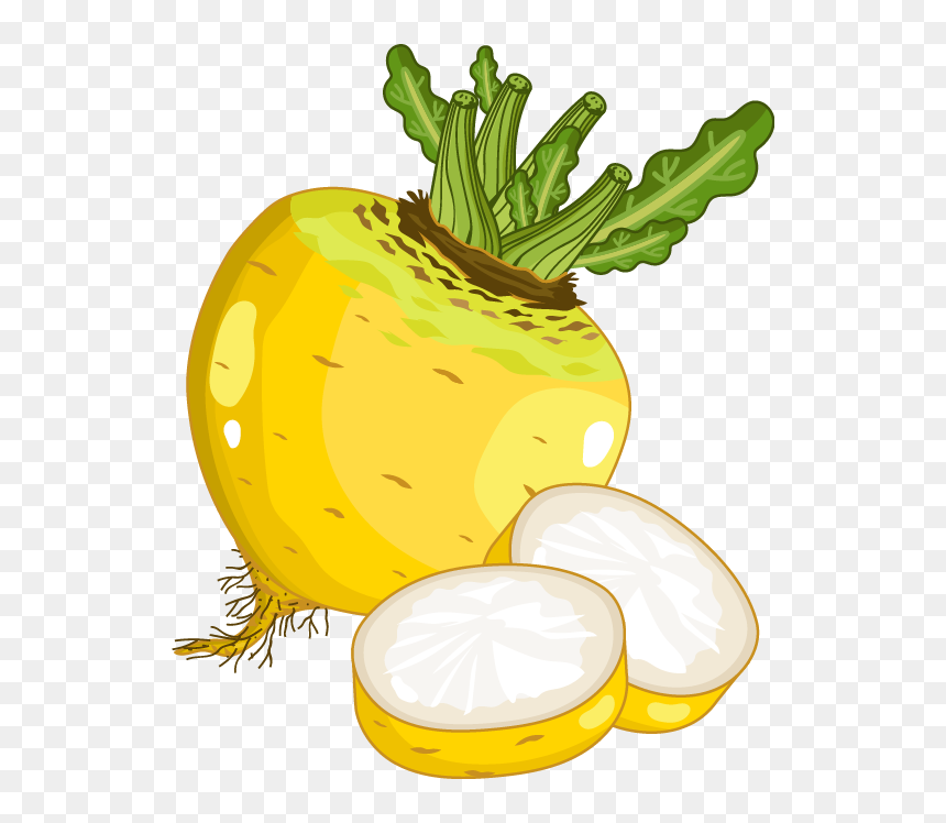 Radish Vector Turnip - Turnip Caartoon, HD Png Download - turnip png