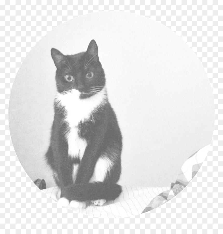 Nala , Png Download - Domestic Short-haired Cat, Transparent Png - nala png