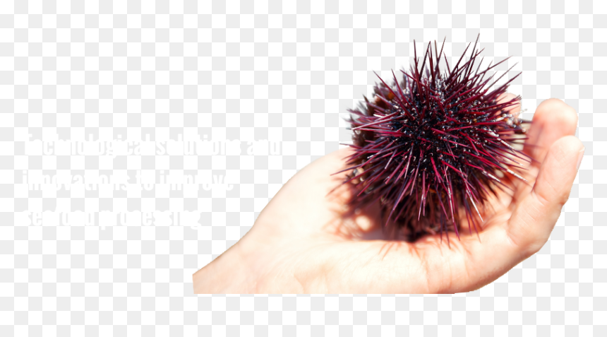 Hand, HD Png Download - sea urchin png