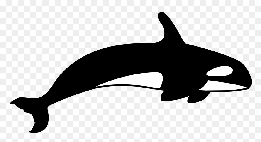 Killer Whale T-shirt Clip Art - Killer Whale Clipart Black And White, HD Png Download - killer whale png