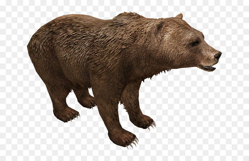 Eurasian Brown Bear - Grizzly Bear, HD Png Download - brown bear png